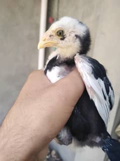Aseel Lakha   chicks for sale