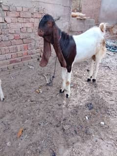 pateri