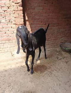 Qurbani ke liye Healthy Kala Bakra – Full Tayyar