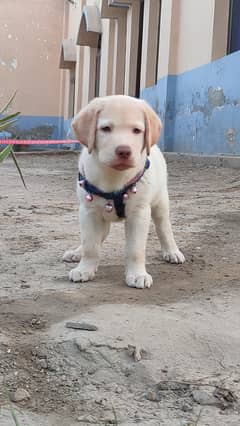 Labrador female pup top quality champion  parents
