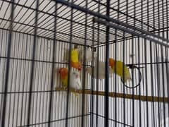 love birds