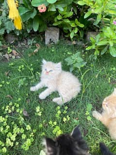 Persian kittens and cats all triple coat and train