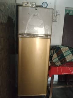 medium size full lush condition.