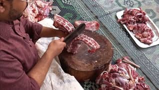 Professional Qasai Cow Expert