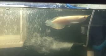 albino arowana for sale