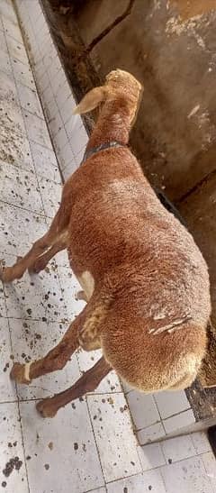 Turkey cross Dumba Sheep