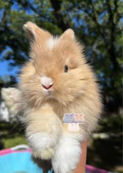 English Angora fancy rabbit lion head