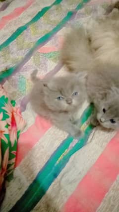 persian