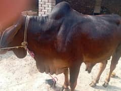 Bulls
