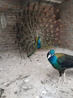 peacock
