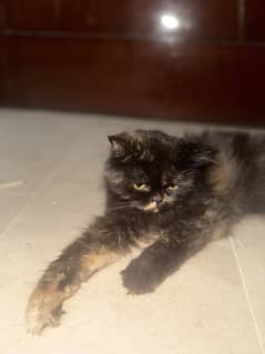 Persian / Double Coat / Female