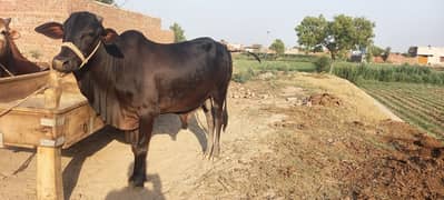 Qurbani Janwar / Bachraye for Sale per KG rate