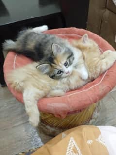 Persian tamed kittens cats