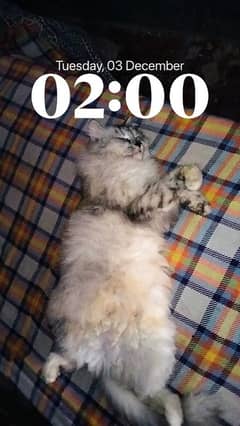 Persian cat