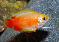 Red Gourami ( honey gourami ) – Peaceful & Vibrant Centerpiece Fish!