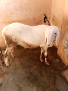 larkana dumba