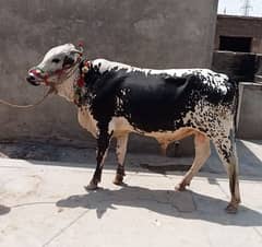 sahiwal bull | cholistani bull | Bachra | Cow | Qurbani vacha | 2 Dant