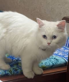 persian male cat,double coat,litter trained,coloured eyes,