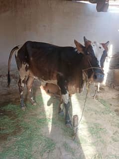 2 teeth cow for sale