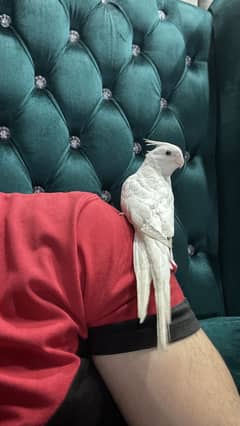 Cocktail eno pair hand tame