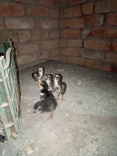 15 days chicks available