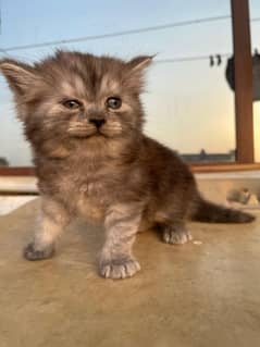 kittens