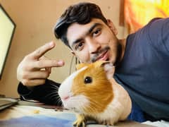 Guinea pigs South Americans breed Pets
