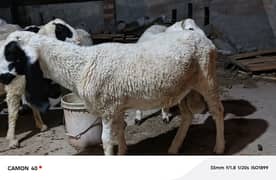 Ghar k palay chahtary for sale