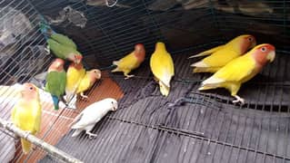 Latino love birds 5 pair breedel 1 pice albino black eyes male