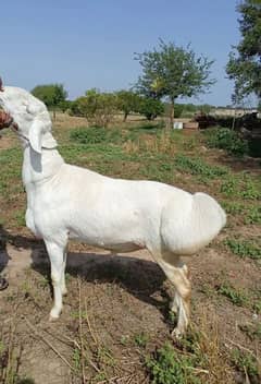 white dumba fore sale. rabta nom03185603936