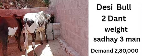 Qurbani