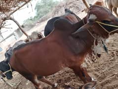 Qurbani