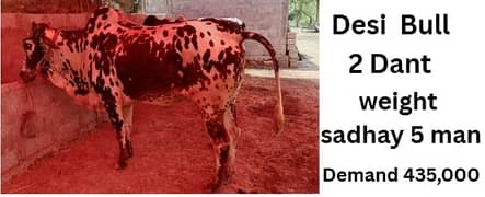 bull | Bachra | desi bulls | Wehra | بچرا | qurbani 2025 | cow