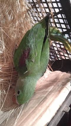 Raw Parrot
