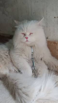Mano
