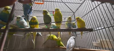 Australian Adult parrot