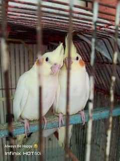 cockatiel pathay.