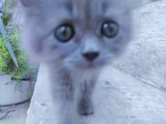 Persian female kitten triple coated grey coloured