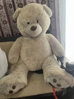 Teddy