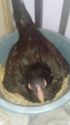 Aseel Kruk female for sale