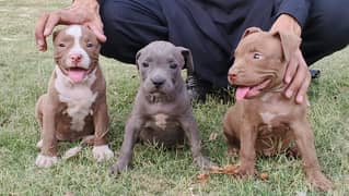 American pit bull / Pitbull / American bull