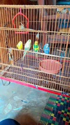 Australian  parrot with cag