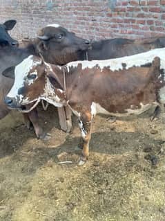 Bakra