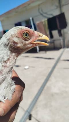 White Sindhi Aseel| For Sale