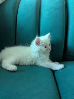 Persian kittens for Sale