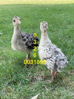 Peacocks and Turkey For Sale All over Pakistan