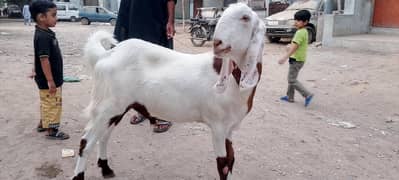 bakra for sale meet 30 kg 03158315871