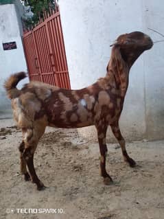 Qurbani