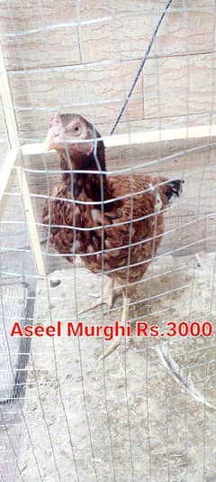 Aseel