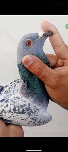 black cheker male good qualty for sale 03246292291